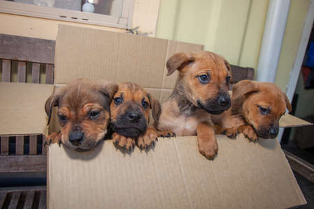 A bunch of playful ten week old puppies looking for their breakfast and a new owner.