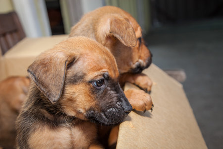 A bunch of playful ten week old puppies looking for their breakfast and a new owner.の写真素材