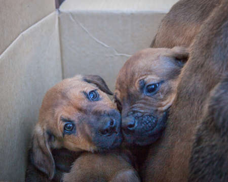 A bunch of playful ten week old puppies looking for their breakfast and a new owner.の写真素材