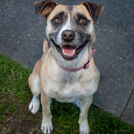 Walking and playing with dogs can be a very rewarding experience. This dog would love to be your...