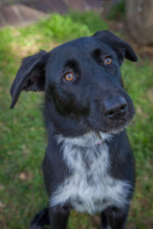 Walking and playing with dogs can be a very rewarding experience. This dog would love to be your...