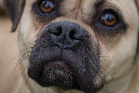 Walking and playing with dogs can be a very rewarding experience. This dog would love to be your best friend.の写真素材