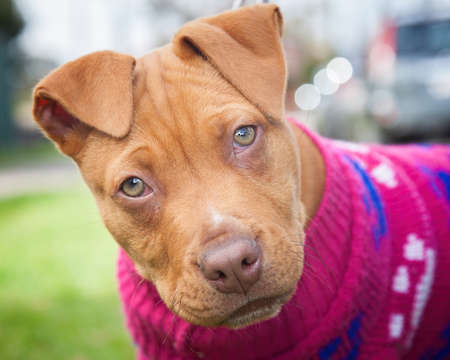 Walking and playing with dogs can be a very rewarding experience. This dog would love to be your best friend.の写真素材