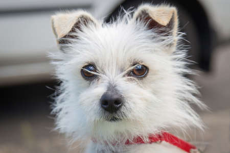 Walking and playing with dogs can be a very rewarding experience. This dog would love to be your...