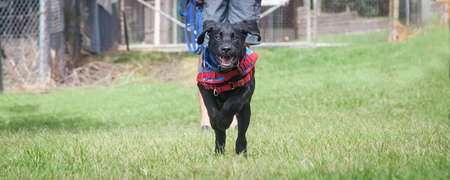 Two black, young Labradore puppies playing on green grass prior to an Assistance Dog training...