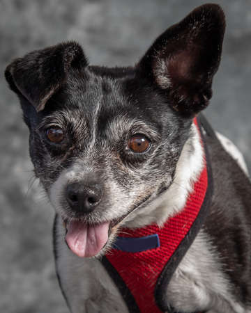 The American Rat Terrier is quite a rare dog thesedays.の写真素材