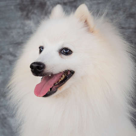 A thick, long double coat keeps the American Eskimo Dog warm throughout the year.の写真素材