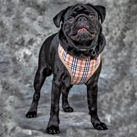 One of the friendliest dogs around - the Labradoodle.の写真素材