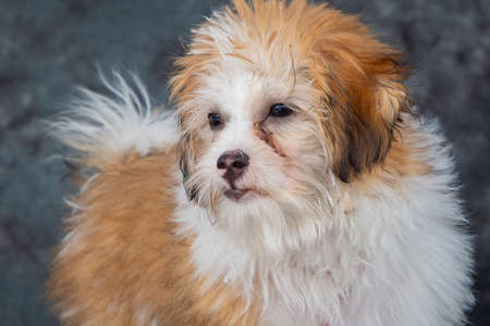 The friendly nature of the toy spaniel makes them an ideal pet for children.の写真素材
