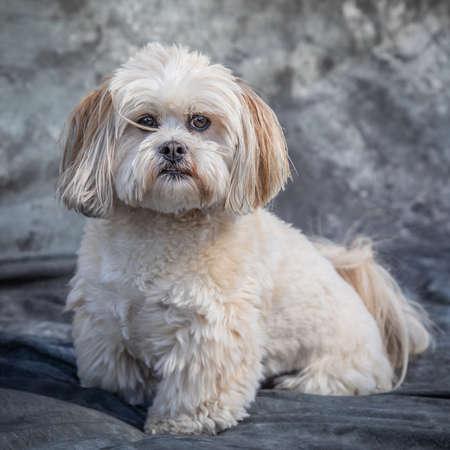 Maltese Terrier sits on floor with grey background