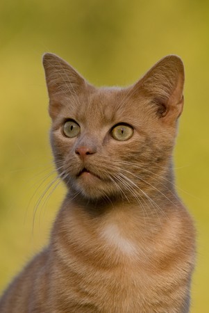 Short-hair cream tiger cat
