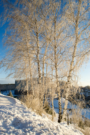 Birch Trees in Snow and Sunlightの写真素材