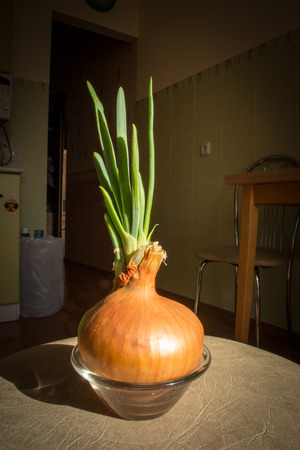 An onion starts to grow with fresh green shootsの写真素材