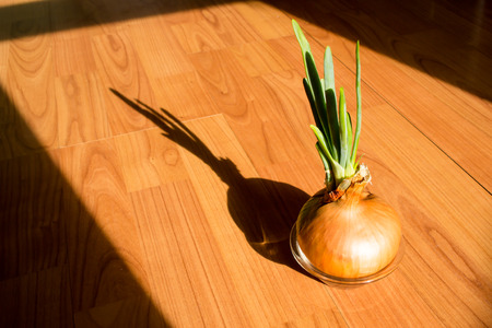 A single onion begins its quest for life as fresh green shoots start to growの写真素材