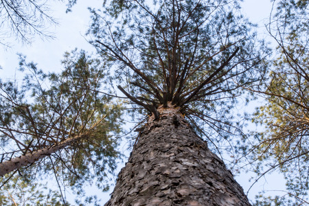 Looking up the trunk of a pine tree in winter