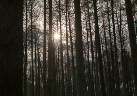 Pine forest trees in silhouetteの写真素材