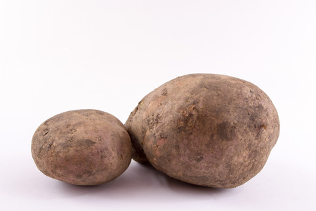 Two potatoes with dirt and mud fresh from the garden on a white background. Unclean yet fresh organic spuds.の写真素材