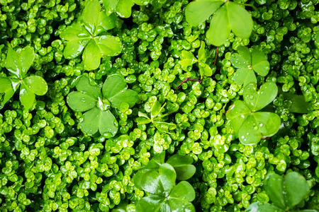 Closeup image of fresh lush green vegetation growthの写真素材