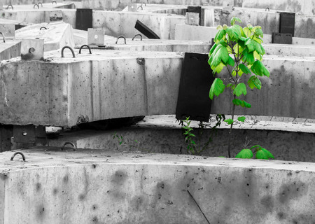 Fresh green tree grows out of grey concrete blocksの写真素材