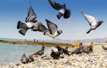 Pigeons in midflight at the beachの写真素材