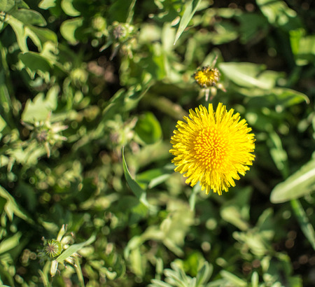 Yellow spring dandelion flower growing in green vegetationの写真素材
