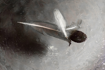 Three floating pigeon feathers on the surface of oil and waterの写真素材