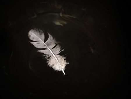 Solitary floating pigeon feather on the surface of waterの写真素材