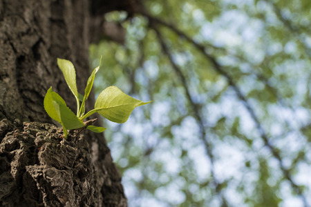 Fresh green leaves growing on the side of a tree in Springの写真素材
