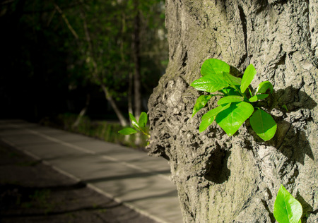 New fresh spring shoots grow from the trunk of a well established treeの写真素材