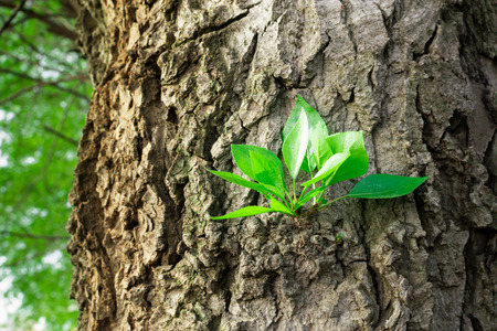 Fresh spring saplings growing from an establised tree barkの写真素材