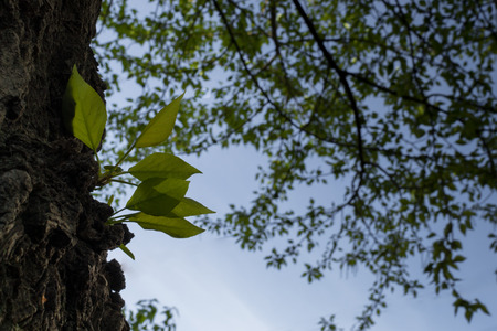 Fresh green leaves growing on the side of a tree in Springの写真素材