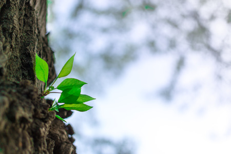 Green buds growing from a tree trunk in Springの写真素材