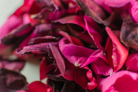 Old and dying rose petals with defocus areas on white backgroundの写真素材