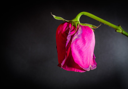 Side shot of a single pink dying rose on a black blank backgroundの写真素材