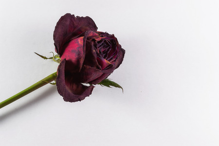Single dying rose on a white backgroundの写真素材