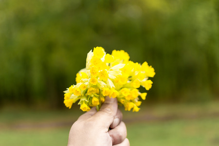 Male hand holding yellow flowers as a giftの写真素材