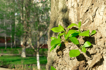 New fresh green summer shoots grow from the bark of an established treeの写真素材