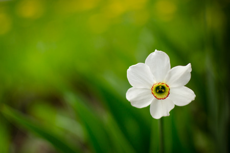 Solitary white daffodil flower blooming against a green empty unfocused backgroundの写真素材