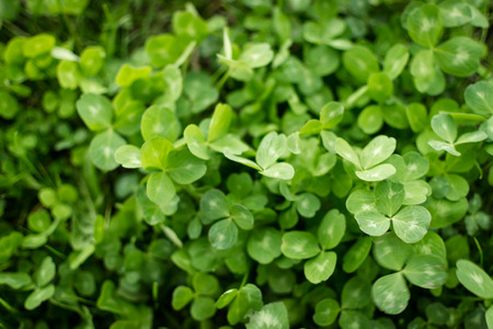 Bunch of green clover growing towards the sunlightの写真素材