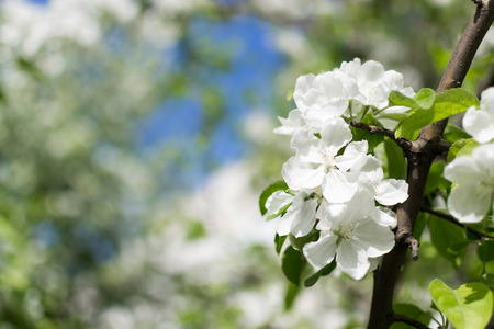 Closeup of cherry blossom tree in full white flower bloomの写真素材