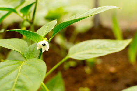 Single white green pepper flower awaiting pollination in a greenhouseの写真素材