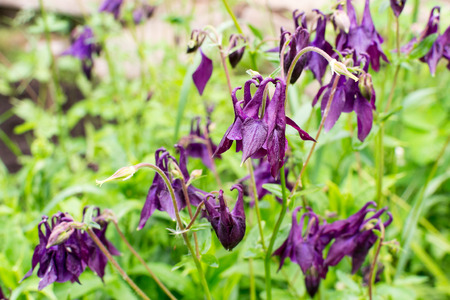 Group of wilting purple Iris flowersの写真素材