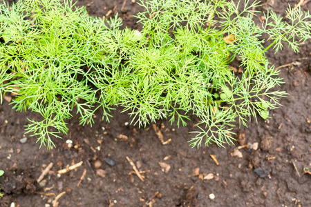 Clumps of fresh green dill herb growing in a muddy early summer gardenの写真素材