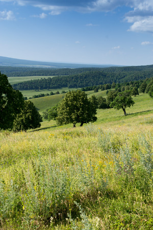 Rolling hills with blue sky and oak trees in summerの写真素材