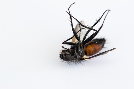 Single dead housefly Musca domestica on a white backgroundの写真素材
