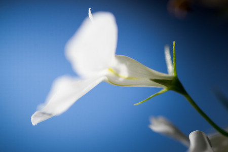 Macro image of a white Lobelia against a blue skyの写真素材