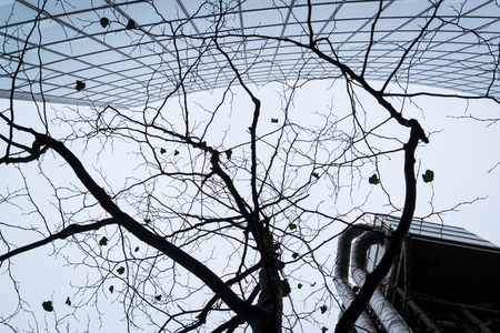 Modern Office Center in abstract form with branches and leaves of a dying treeのeditorial素材