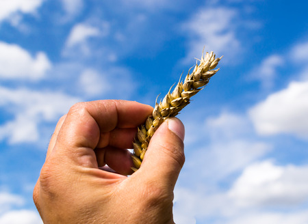 Farmer holds up and inspects a golden ear of ripe grain set against a blue summer sky with white cloudsの写真素材