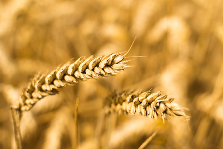 Closeup of ripe golden Grain growing in a summer wheat field background of a rich harvest idea and rural yellow colorsの写真素材