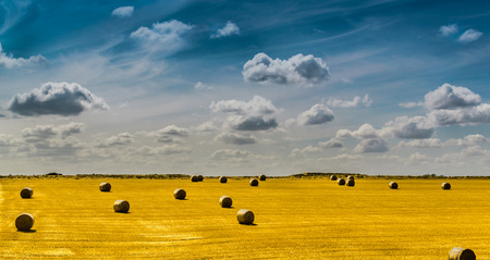 Many round golden yellow straw bales on a freshly cut field set against a cloudy blue summer sky backgroundの写真素材
